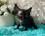 Кошки в Москве: Котенок Девон Рекс девочка черный биколор Девочка, 75 000 руб. - фото 7