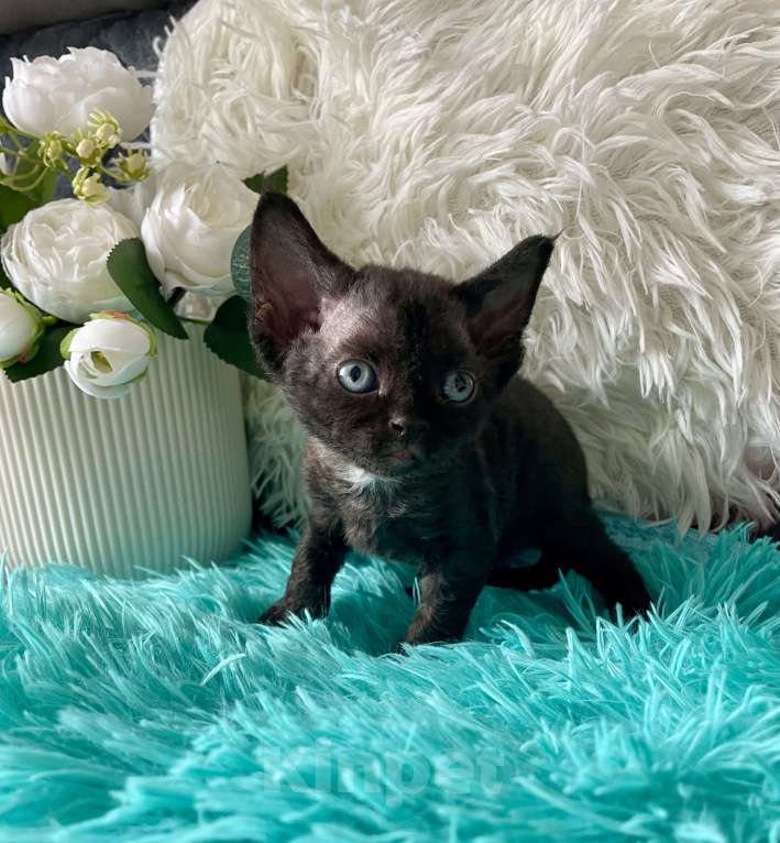 Кошки в Москве: Котенок Девон Рекс девочка черный биколор Девочка, 75 000 руб. - фото 7