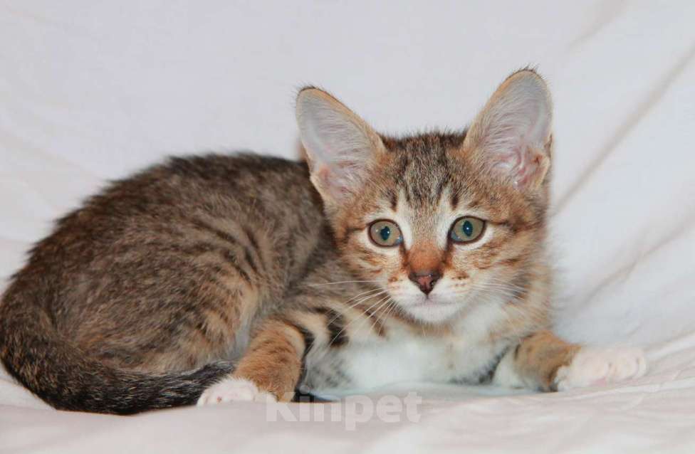 Кошки в Москве: Котик Бублик ищет дом! Мальчик, Бесплатно - фото 1
