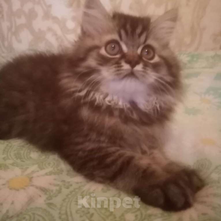 Кошки в Ковровом: Продаю котят персов. Мальчик, 3 000 руб. - фото 1