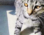 Кошки в Уфе: Котенок в добрые руки, мальчик, 2 месяца Мальчик, Бесплатно - фото 4