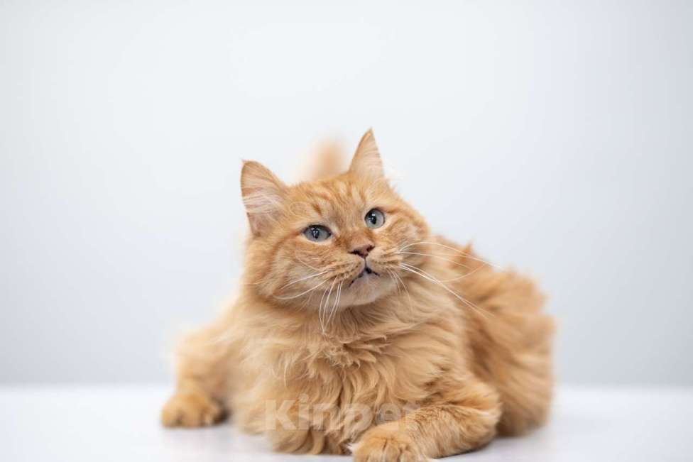 Кошки в Москве: Царь Мальчик, Бесплатно - фото 7