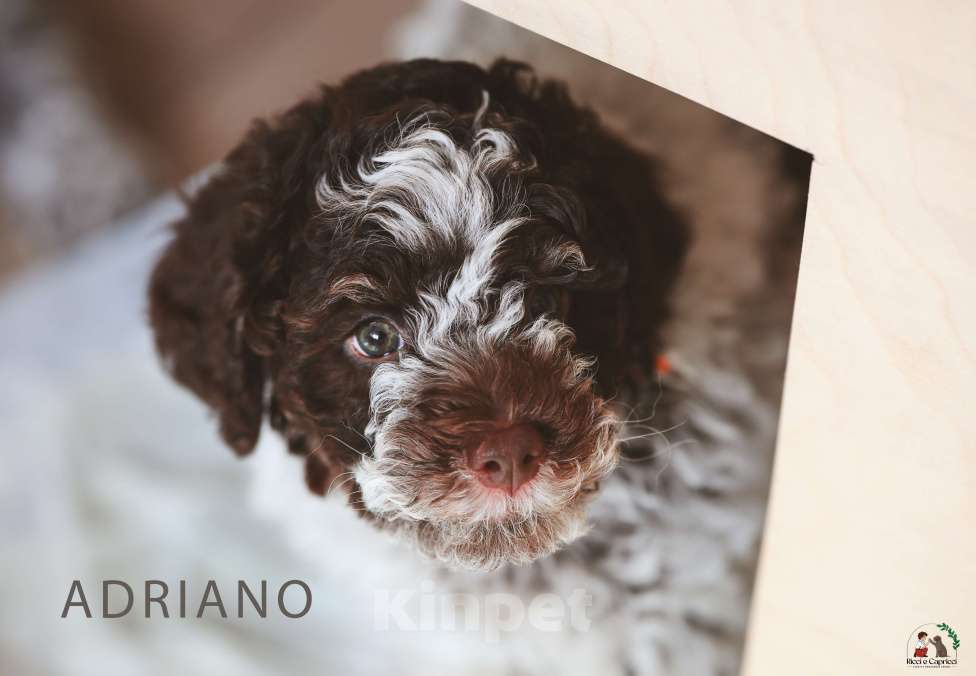 Собаки в Москве: Щенок лаготто романьоло Мальчик, 200 000 руб. - фото 2