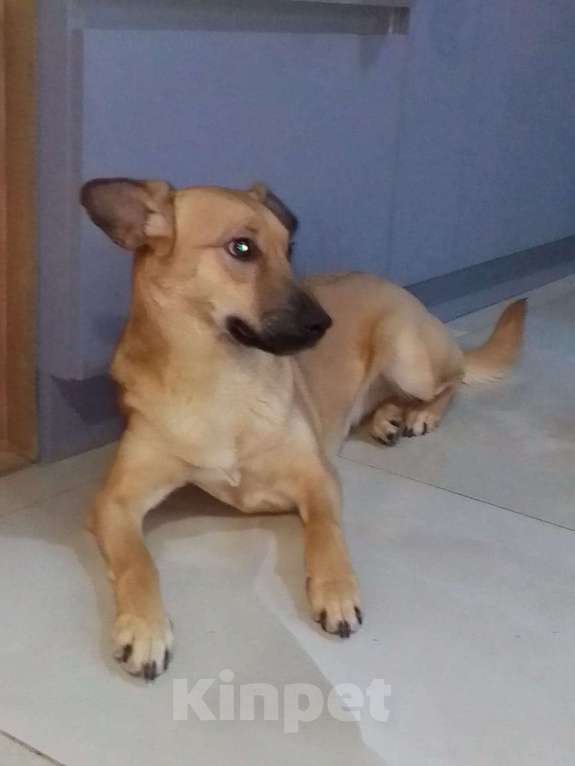 Собаки в Москве: Очень классная небольшая собачка Девочка, Бесплатно - фото 4