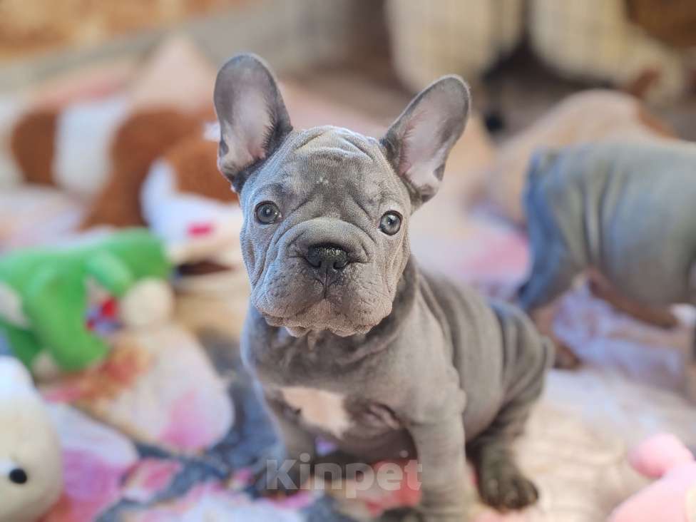 Собаки в Санкт-Петербурге: Шикарная лиловая девочка Бигроп вельвет Девочка, 120 000 руб. - фото 6