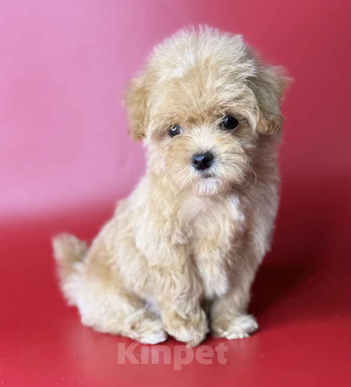 Собаки в Москве: Мальчик мальтипу мелкий стандарт Мальчик, 60 000 руб. - фото 4