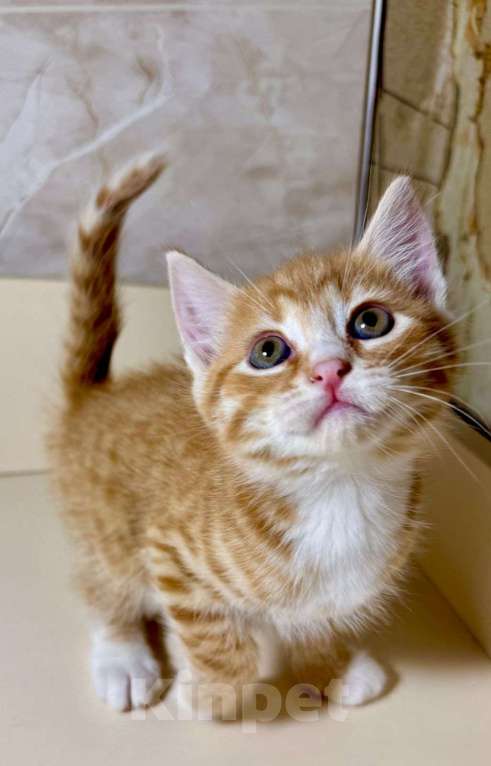 Кошки в Москве: Котёнок Краш в добрые руки  Мальчик, Бесплатно - фото 3