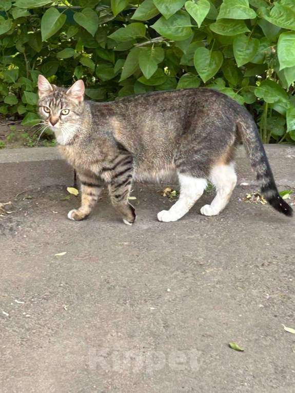 Кошки в Москве: Селин в поисках семьи Девочка, Бесплатно - фото 3