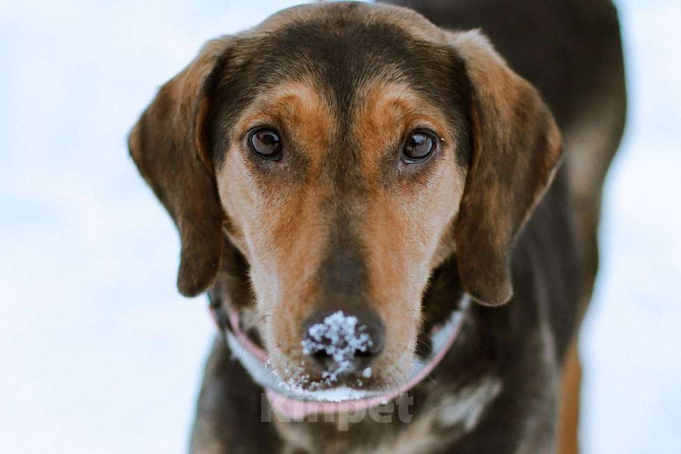 Собаки в Москве: Балканская гончая в добрые руки Девочка, Бесплатно - фото 4
