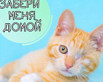 Кошки в Москве: Малыш инвалид, рыжий котёнок ищет семью Мальчик, 10 руб. - фото 1