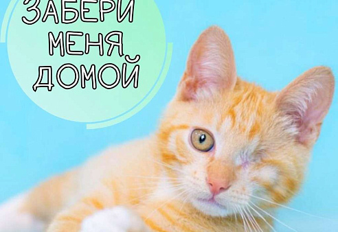 Объявление: Малыш инвалид, рыжий котёнок ищет семью, 10 руб., Москва