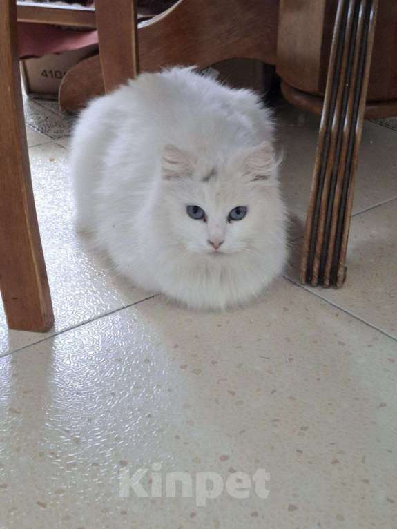 Кошки в Москве: Кошечка Эльза в добрые руки Девочка, Бесплатно - фото 10