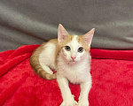 Кошки в Санкт-Петербурге: Солнечный малыш ищет дом Мальчик, Бесплатно - фото 4