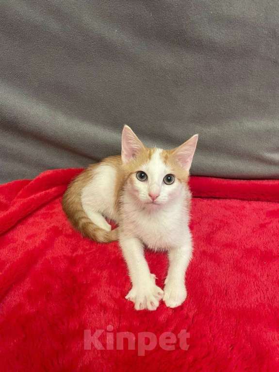 Кошки в Санкт-Петербурге: Солнечный малыш ищет дом Мальчик, Бесплатно - фото 4