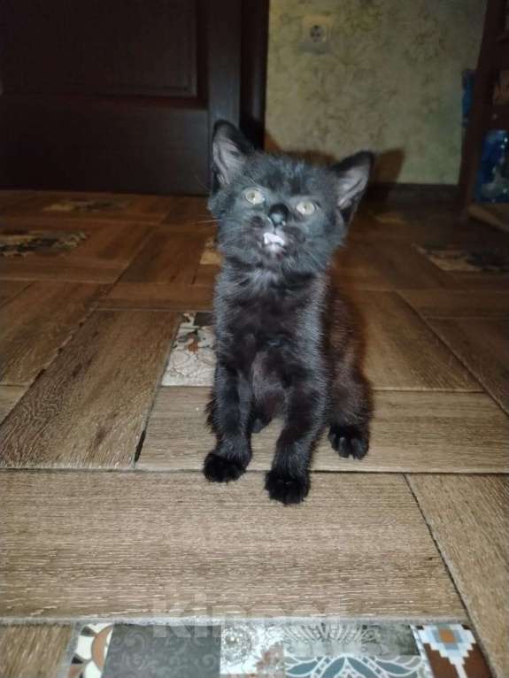 Кошки в Ставрополе: Отдам бесплатно котенка девочку Девочка, Бесплатно - фото 2