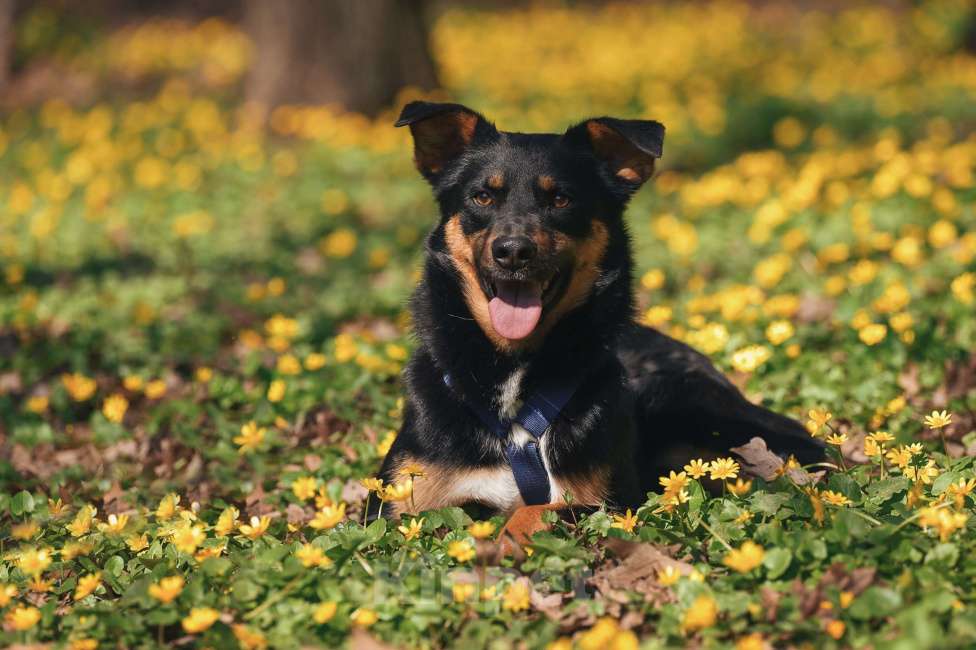 Собаки в Москве: Деймонд ищет дом Мальчик, Бесплатно - фото 3