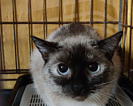 Кошки в Москве: Кошечка в добрые руки Девочка, Бесплатно - фото 3