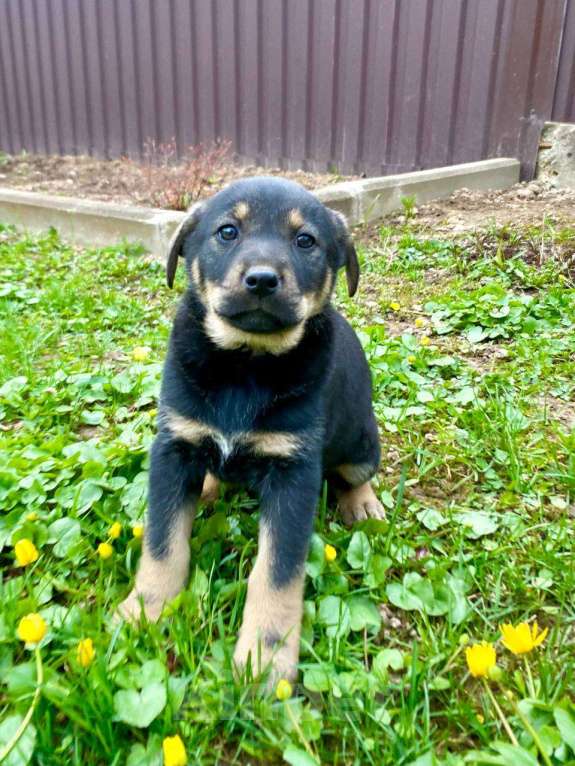 Собаки в Москве: Щенки девочки в добрые руки Девочка, Бесплатно - фото 5