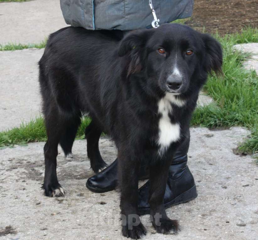 Собаки в Москве: Молоденькая красавица Оливка ищет свою родную семью  Девочка, Бесплатно - фото 2