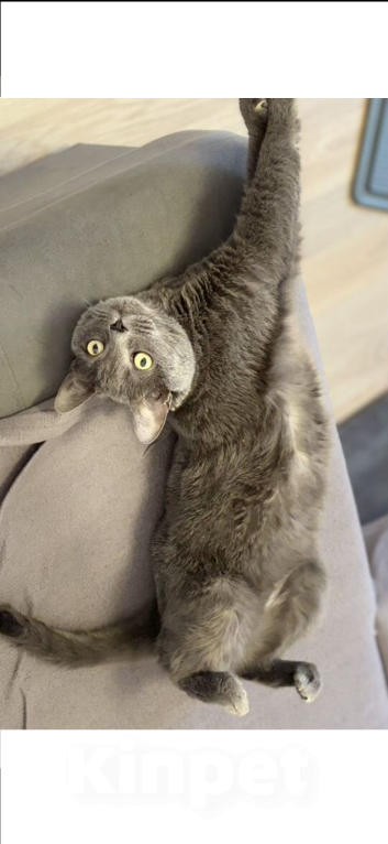 Кошки в Москве: Алекс  Мальчик, Бесплатно - фото 2