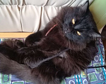 Кошки в Перми: Шотландские котята ,, Шоколадный дым,, Девочка, 1 000 руб. - фото 8