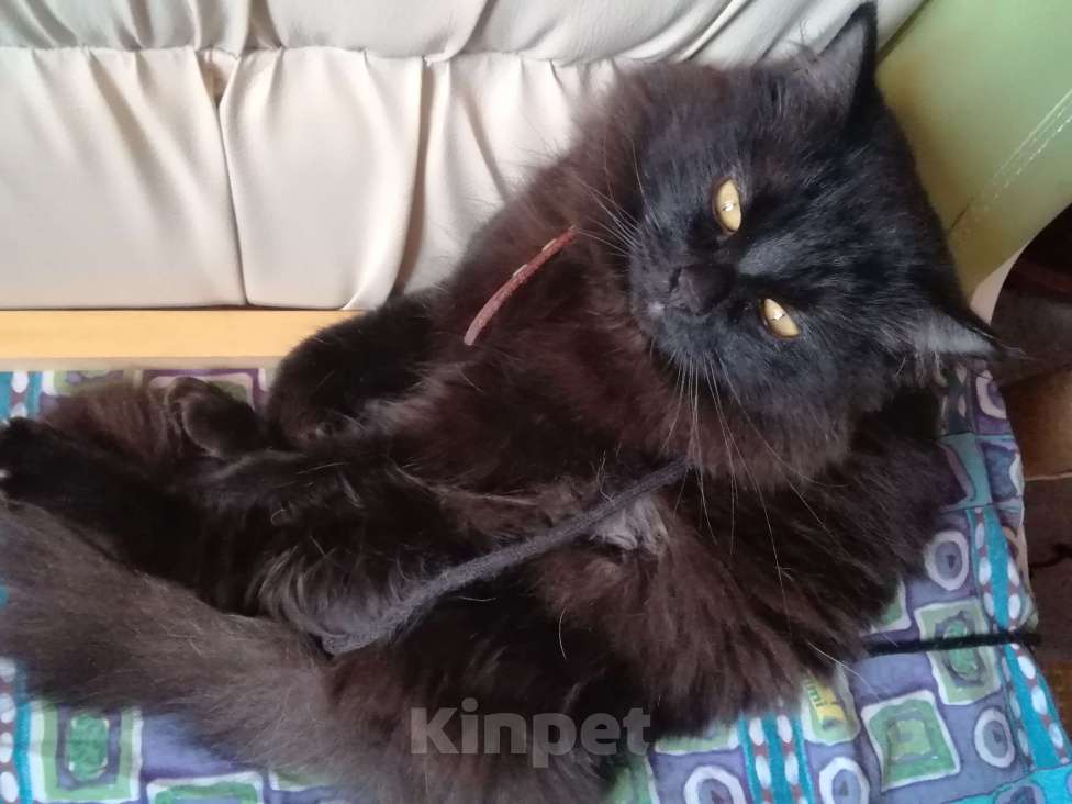 Кошки в Перми: Шотландские котята ,, Шоколадный дым,, Девочка, 1 000 руб. - фото 8