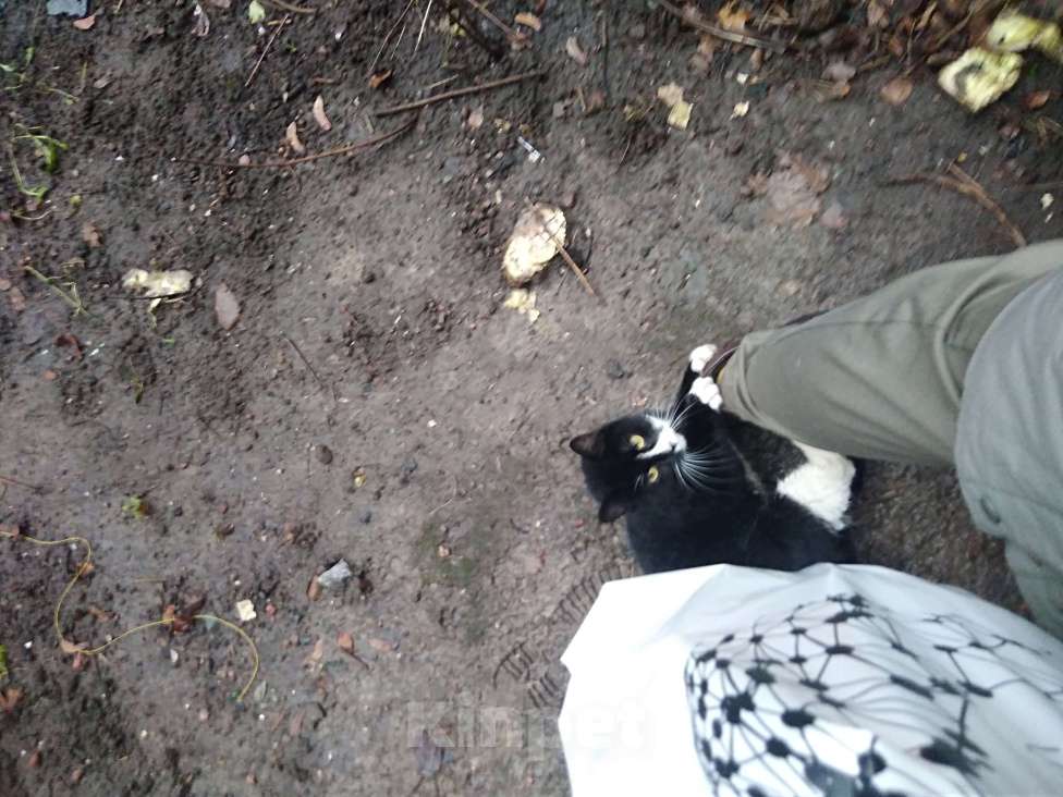 Кошки в Санкт-Петербурге: Очень нужна помощь-дом или передержка для кошечки Луны Девочка, Бесплатно - фото 4