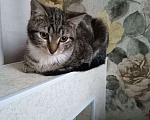 Кошки в Санкт-Петербурге: Котёнок ищет дом Девочка, 100 руб. - фото 5