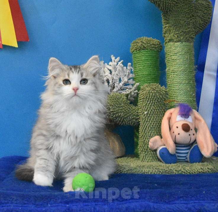 Кошки в Москве: Сибирский котик Мальчик, 45 000 руб. - фото 6