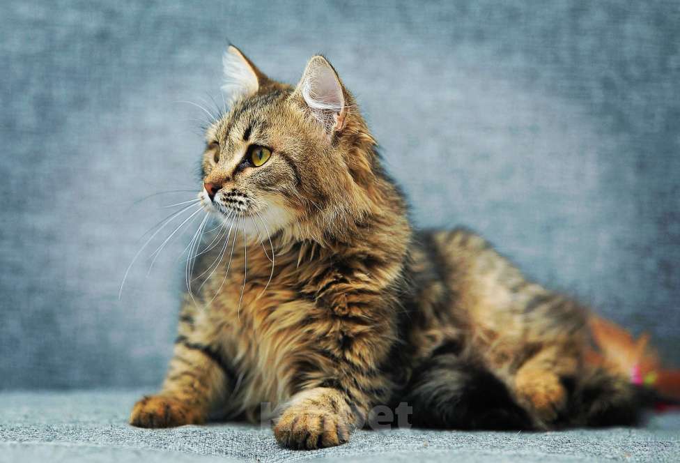 Кошки в Одинцово: кошечки в приюте Девочка, 10 руб. - фото 2