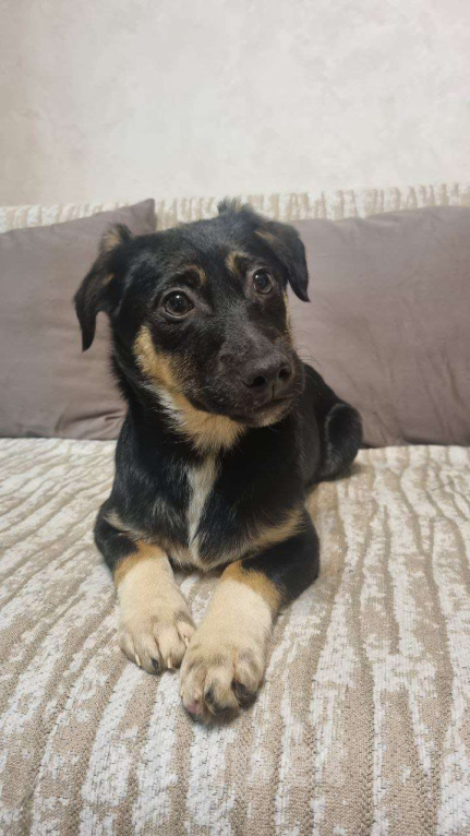 Собаки в Москве: Она смотрит на этот мир с высоты своих коротких лапок, но душа у неё большая и открытая Девочка, Бесплатно - фото 3