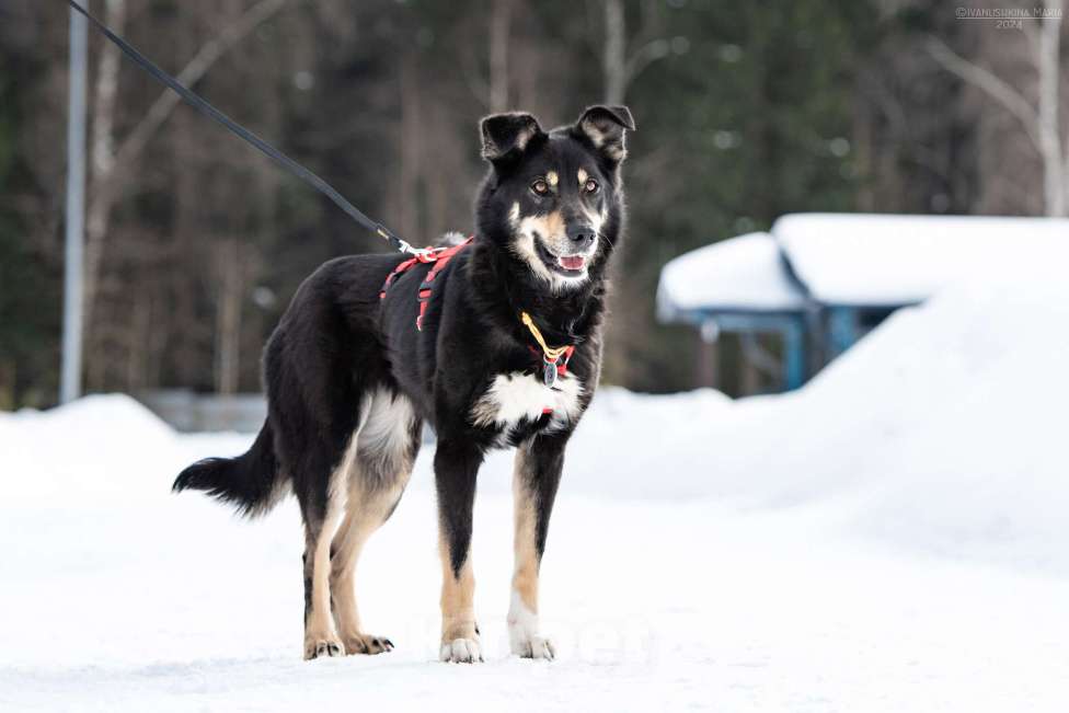 Собаки в Наро-Фоминске: Очень ласковая Сирена Девочка, Бесплатно - фото 4