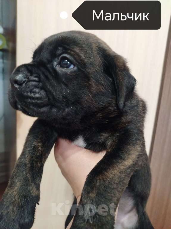 Собаки в других городах Краснодарского края: Щенок кане-корсо  Мальчик, 20 000 руб. - фото 1