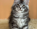 Кошки в Москве: Котенок мейн-кун Мальчик, Бесплатно - фото 3