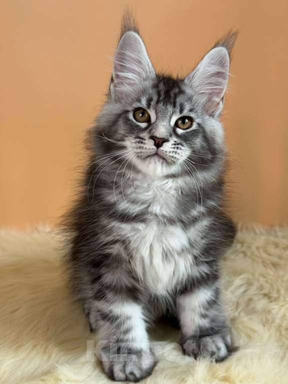 Кошки в Москве: Котенок мейн-кун Мальчик, Бесплатно - фото 3