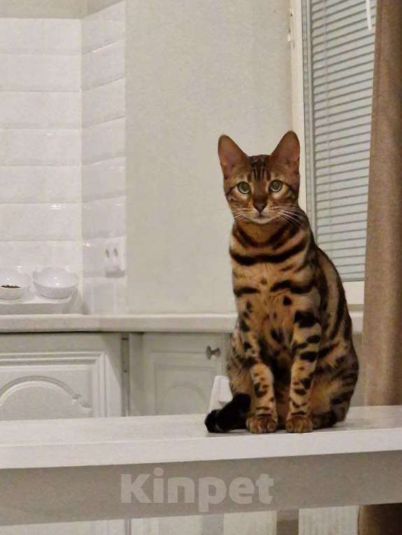 Кошки в Краснокамске: Киса Рыся 3 года потерялась Девочка, 25 000 руб. - фото 6