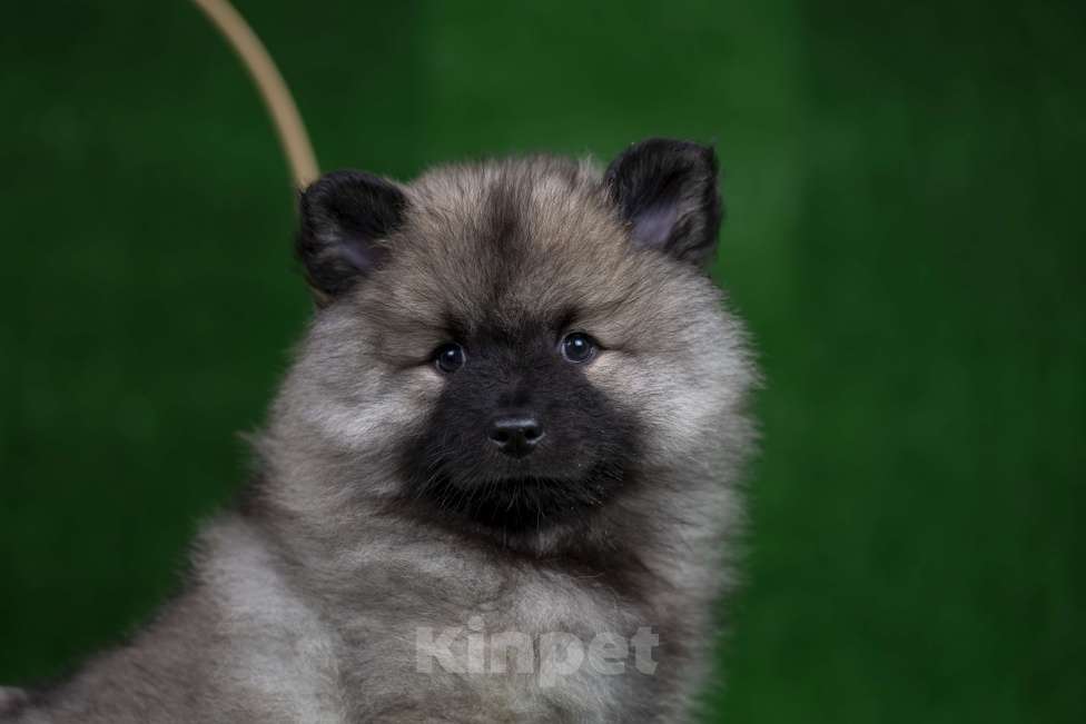 Собаки в Перми: Щенок Вольфшпиц Девочка, 85 000 руб. - фото 1