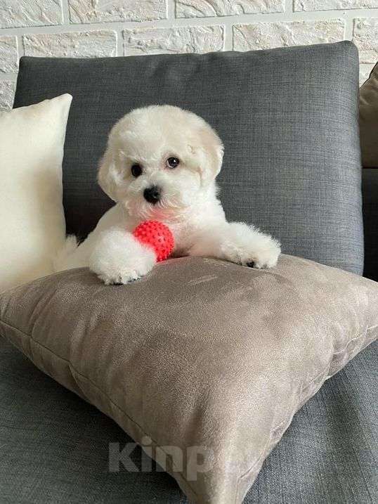 Собаки в Ульяновске: Бишон фризе  Девочка, 25 000 руб. - фото 2