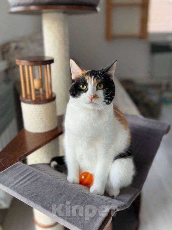Кошки в Москве: Компанейская Дейзи мечтает о доме с вкусной едой Девочка, Бесплатно - фото 4