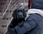 Собаки в других городах Московской области: Черный мальчик 2 месяца Мальчик, 90 000 руб. - фото 1