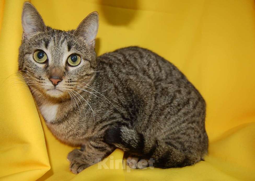 Кошки в Москве: Кошка Веста ищет дом Девочка, Бесплатно - фото 3