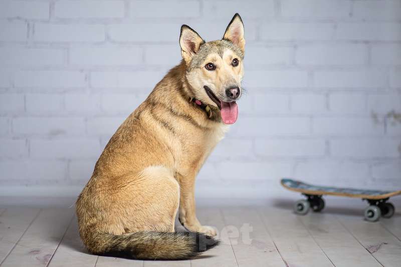 Собаки в Москве: Рыжий ласковая небольшая собачка Челси в добрые руки Девочка, 1 руб. - фото 7