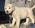 Собаки в Ногинске: Предлагаются к продаже щенки среднеазиатсой овчаркаи (алабай)я Разнополые, 50 000 руб. - фото 8
