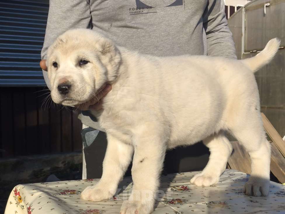 Собаки в Ногинске: Предлагаются к продаже щенки среднеазиатсой овчаркаи (алабай)я Разнополые, 50 000 руб. - фото 8