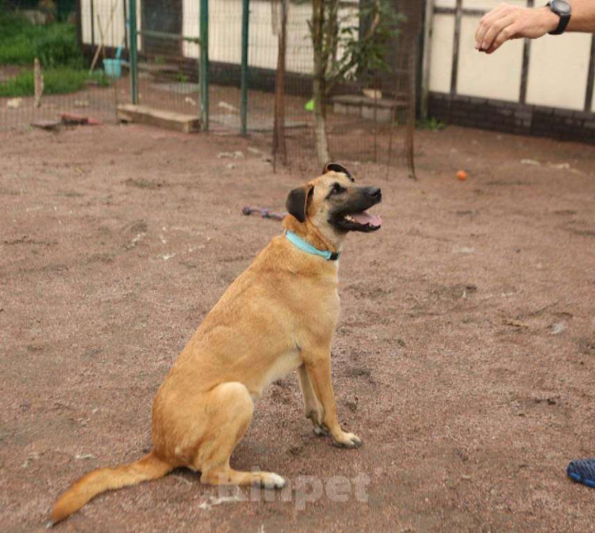 Собаки в Москве: Собака Лайма ищет дом Девочка, Бесплатно - фото 4