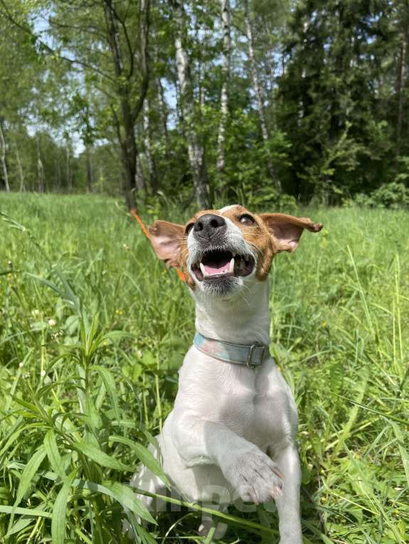 Собаки в Мытищах: Ищем теплый дом  Девочка, Бесплатно - фото 4