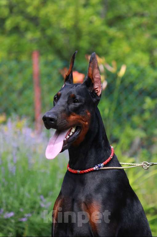 Собаки в Санкт-Петербурге: Щенок добермана Агата Девочка, 70 000 руб. - фото 7