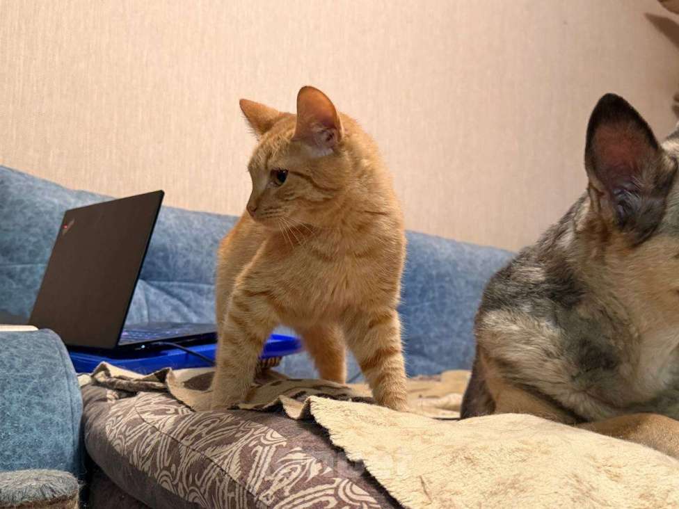 Кошки в Санкт-Петербурге: Хороший ласковый котёнок-рыжик Мальчик, Бесплатно - фото 10