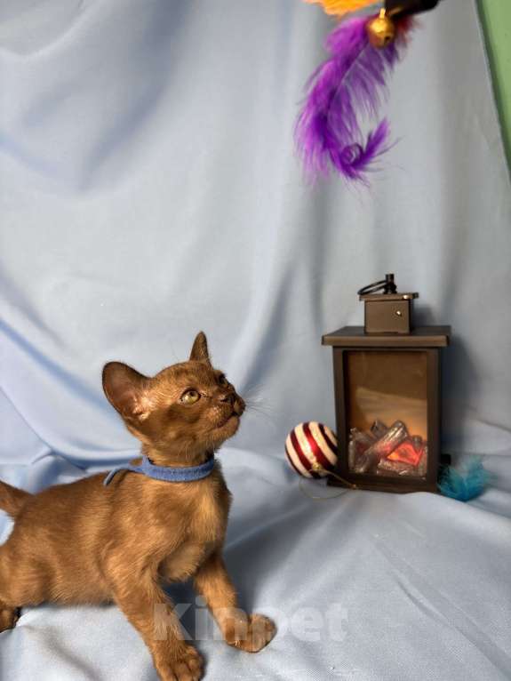 Кошки в Москве: Бурманские котята  Мальчик, 50 000 руб. - фото 4