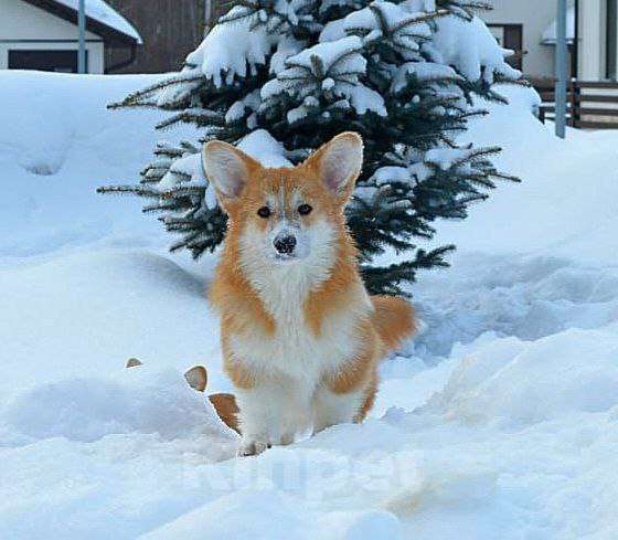 Собаки в Новосибирске: Щенок вельш корги пемброк Мальчик, Бесплатно - фото 2